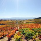 Ruta del Vino y el Pescado